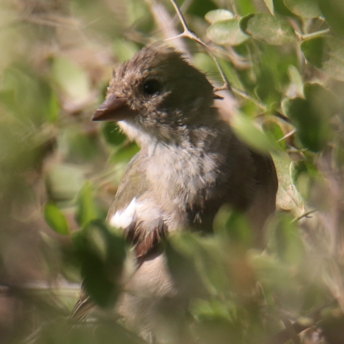 African Chaffinch