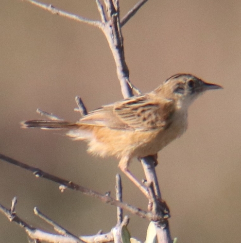 Zitting Cisticola