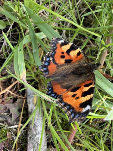 Small Tortoiseshell