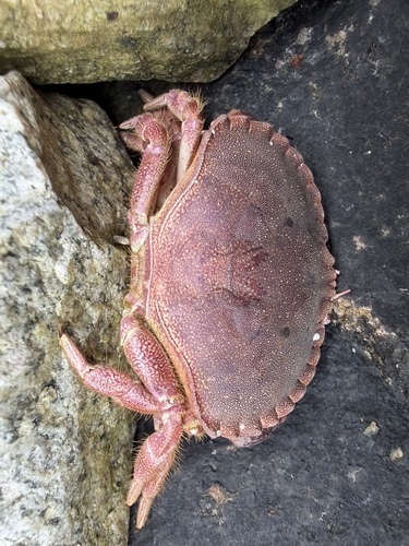 Edible Crab