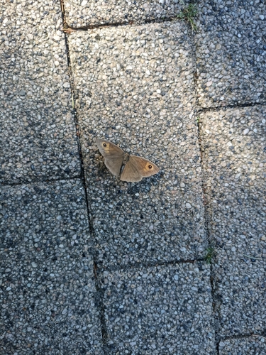 Meadow Brown