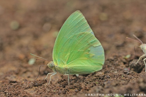 Lemon Migrant