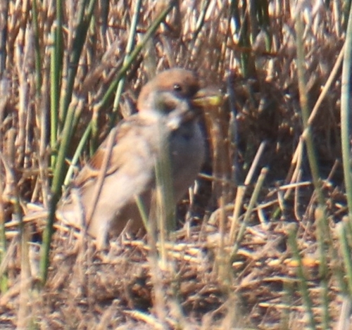 Eurasian Tree Sparrow