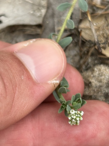 Strapwort