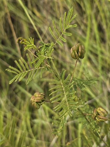 Illinois bundleflower