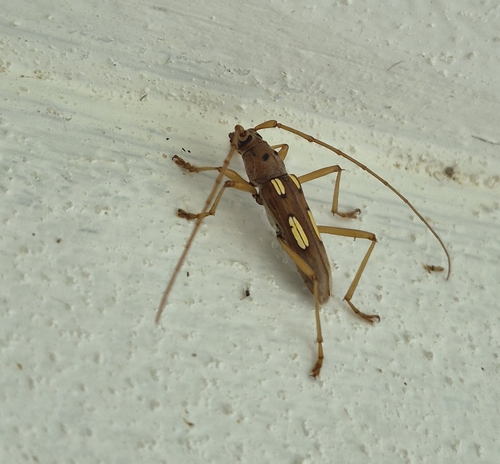 Eburia quadrimaculata