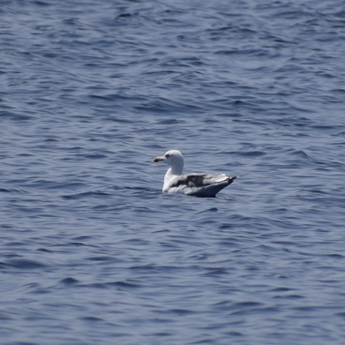 Yellow-legged Gull