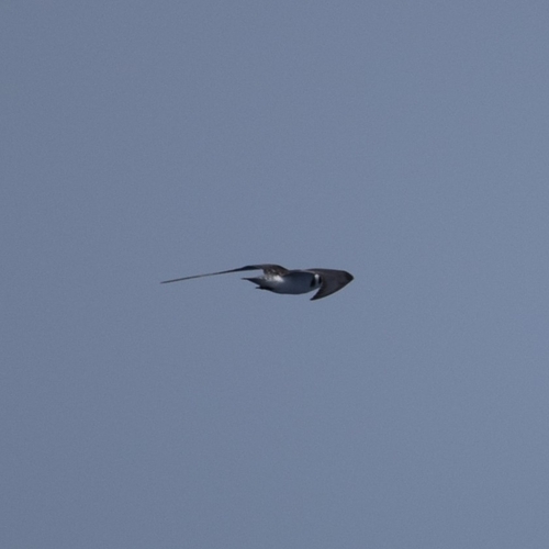 Black Tern
