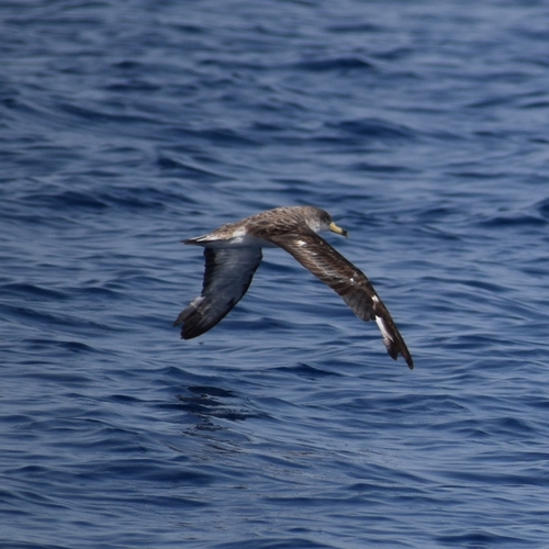 Scopoli's Shearwater