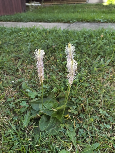 Hoary Plantain