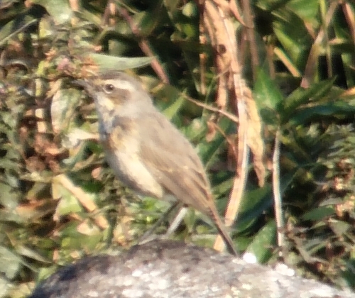 Bluethroat