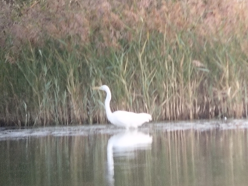 Great Egret