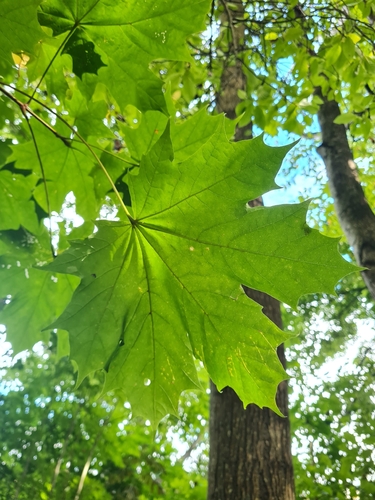 Norway maple