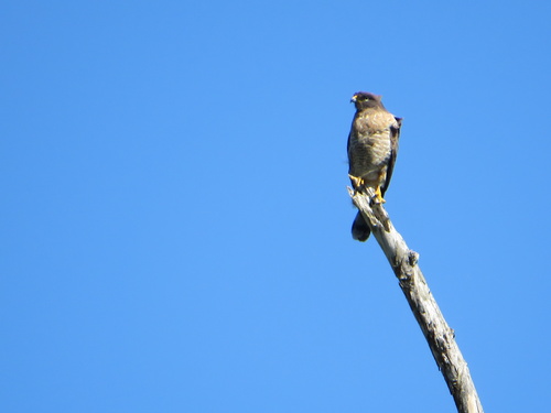Roadside Hawk