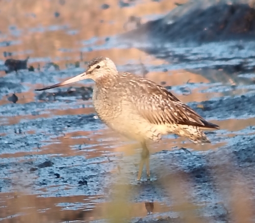 Bar-tailed Godwit