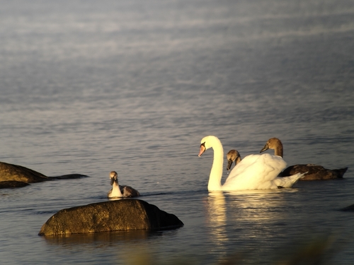 Mute Swan