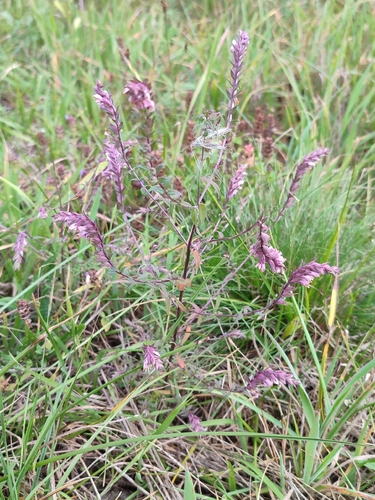 Red Odontites