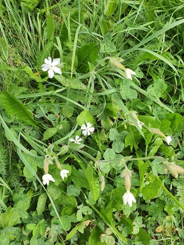 white campion