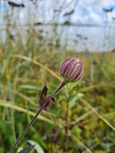 white campion