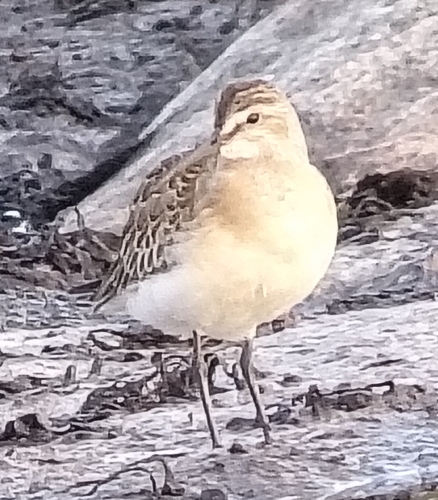 Curlew Sandpiper