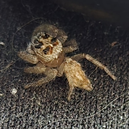 Colonus hesperus