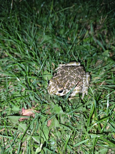 Green Toad