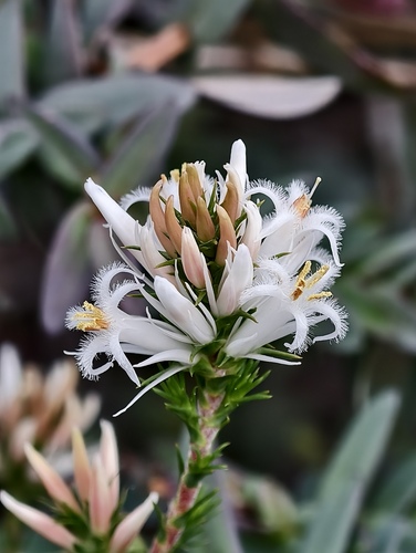 Andersonia aristata, 2026-09-05