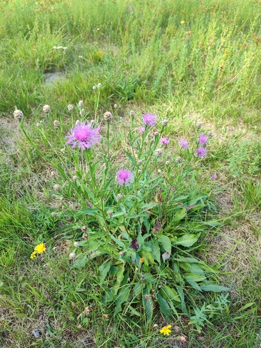 Brown Knapweed