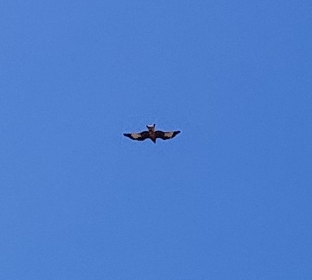 Red Kite