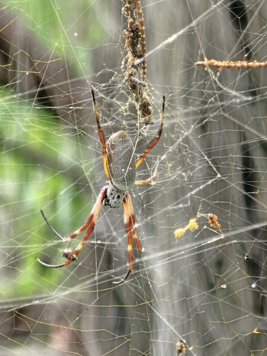 Australian Golden Orbweaver