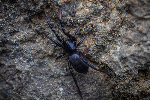 Drassyllus villicus