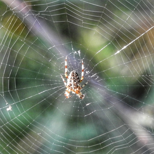 Cross Orbweaver