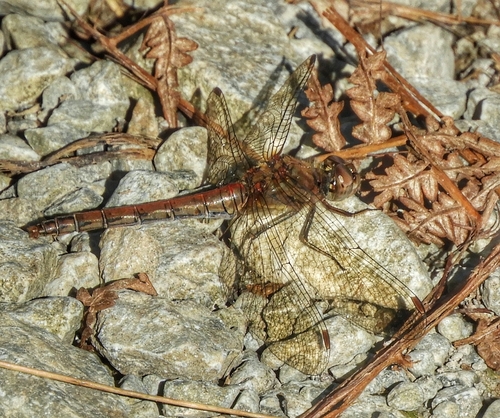 Common Darter