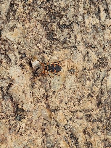 Red Tiger Assassin Bug