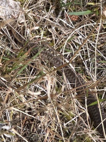 Adder