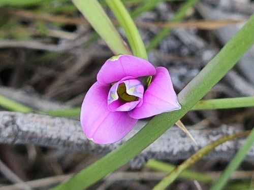 Rosy sandcrocus