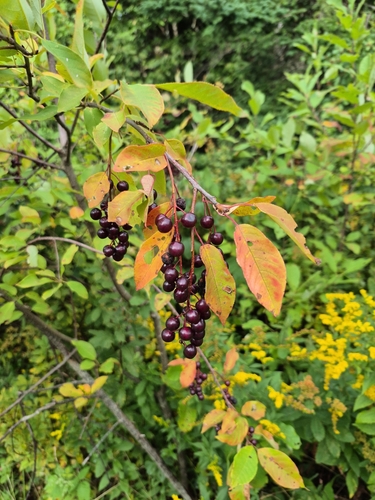 chokecherry