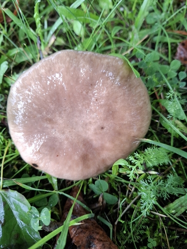 Slimy Spike