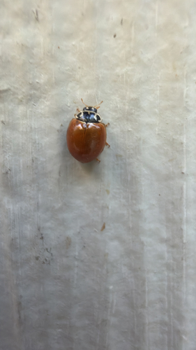 Polished Lady Beetle