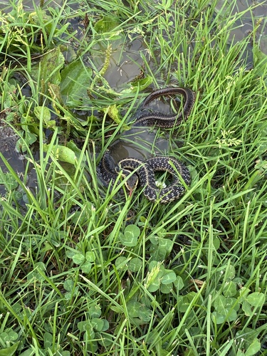 Common Garter Snake