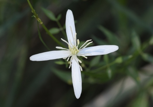fragrant virgin's-bower