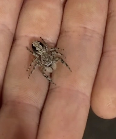 Tan Jumping Spider