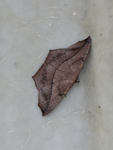 Large Maple Spanworm Moth