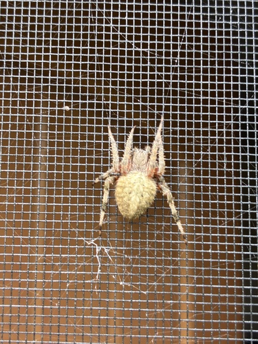 Spotted Orbweaver