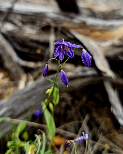 nodding blue lily