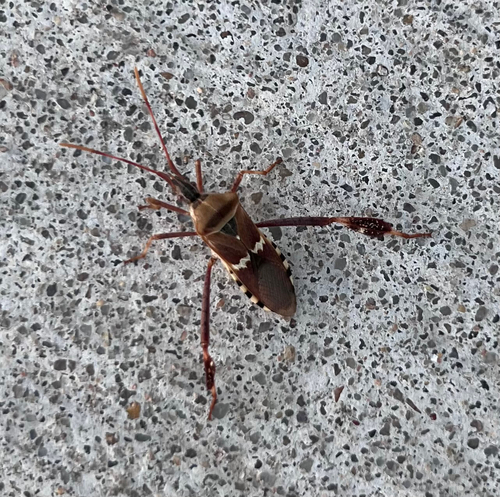 Western Leaf-footed Bug