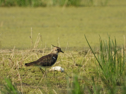 Northern Lapwing