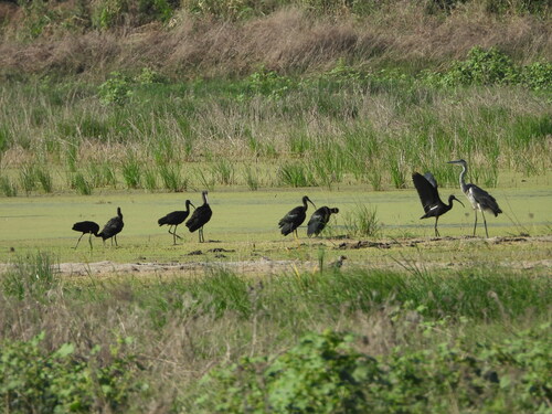 Glossy Ibis
