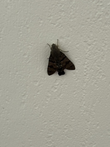 Eurasian Hummingbird Hawkmoth