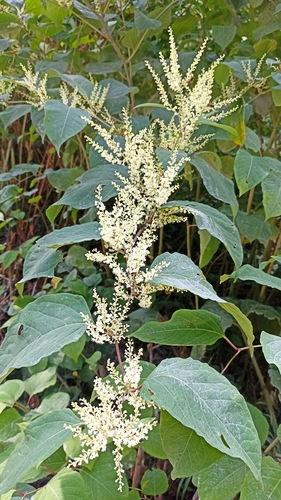 Japanese knotweed